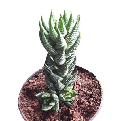 Haworthia Reinwardtii (Salm-Dyck) "Frosted Claw"
