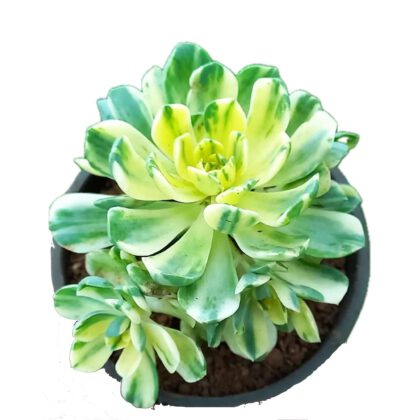 Aeonium Castello - Paivae Bolle "Lily Paddy" Variegated Aeonium