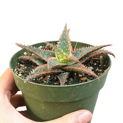 Aloe Christmas Carol Succulent Plant