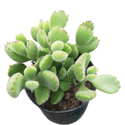 Cotyledon Tomentosa "Bear Paw" Succulent