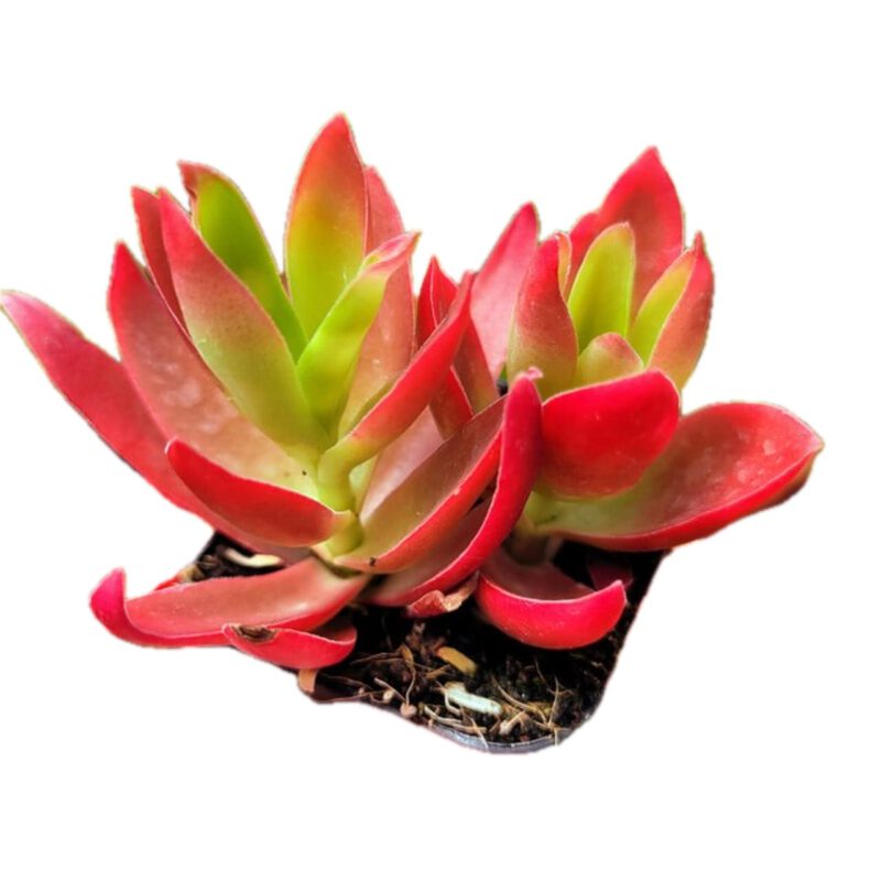 Crassula Capitella 'Campfire or Chinese Campfire' Succulent Plant