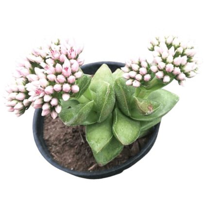 Crassula Lactea Aiton Succulent Plant