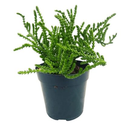 Crassula Muscosa (Toy-cypress) Chain Succulent Plant