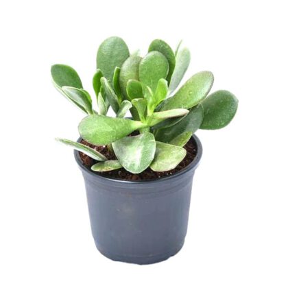 Crassula Ovata (Jade, Chinese Rubber Plant) Succulent Plant