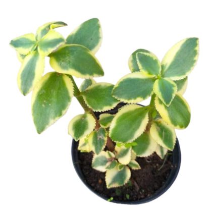 Crassula Sarmentosa Harv Live Plant