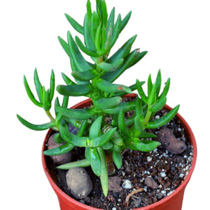 Crassula Tetragona L.(Karkai) Succulent Plant