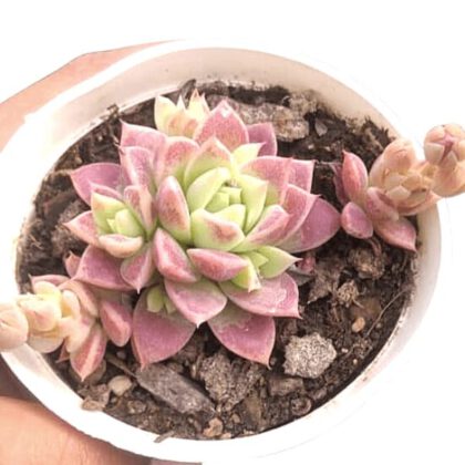 Echeveria Colorata E. Walther "Red Top Queen" Succulent Plant