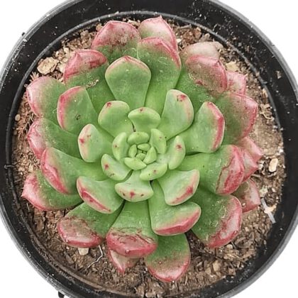 Echeveria Colorata E.Walther Succulent Plant