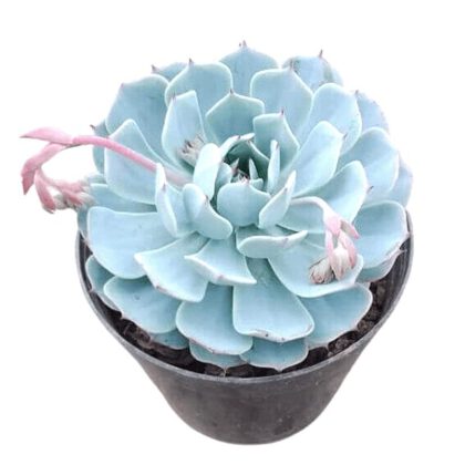 Echeveria Elegans Rose "Pearl Echeveria" Succulent Plant