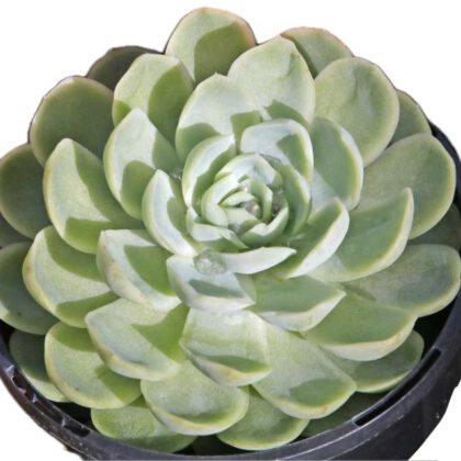 Echeveria Elegans Rose (V2) “Pearl Echeveria”