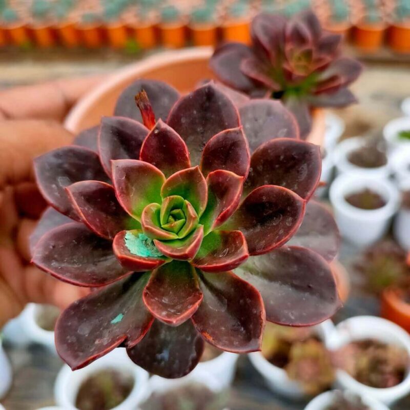 Echeveria Melaco Succulent Plant