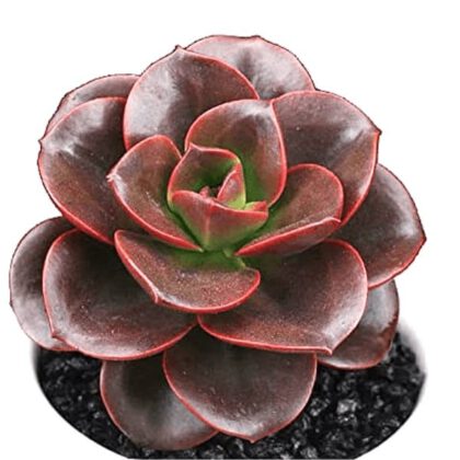 Echeveria Melaco Succulent Plant