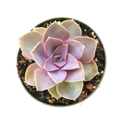 Echeveria Perle Von Nurnberg Succulent | Pink Rosette