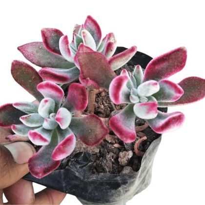 Echeveria Pulvinata Rose “Chenille Plant” Succulent Plant