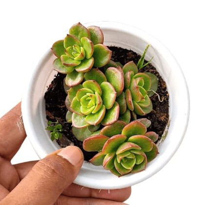 Echeveria Rolly - Sedeveria Rolly Succulent Plant