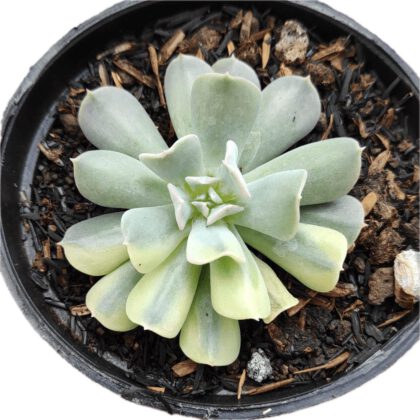 Echeveria Runyonii Topsy Turvy Succulent