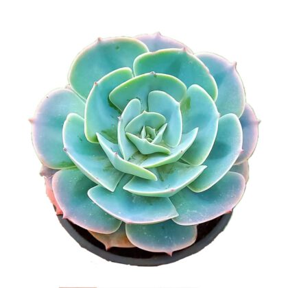 Echeveria Secunda "Blue Echeveria" Succulent