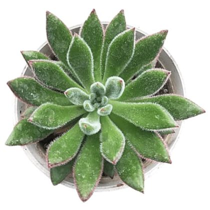 Echeveria ‘Doris Taylor’ - Woolly Rose Succulent Plant