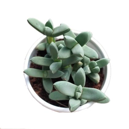 Gibbaeum Petrense Tischler Succulent Plant