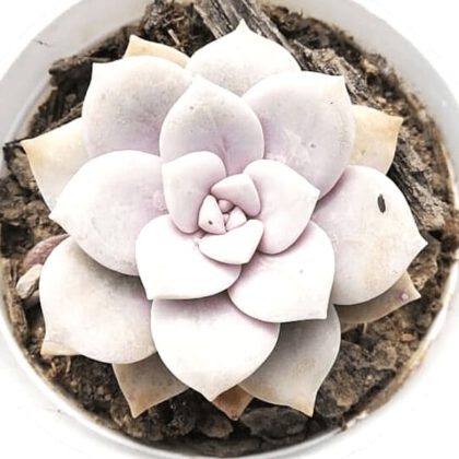 Graptopetalum "Superbum" Succulent Plant