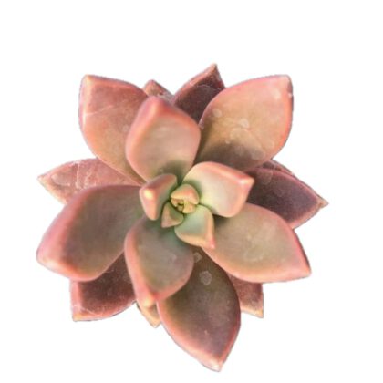 Graptosedum California Sunset Succulent Plant