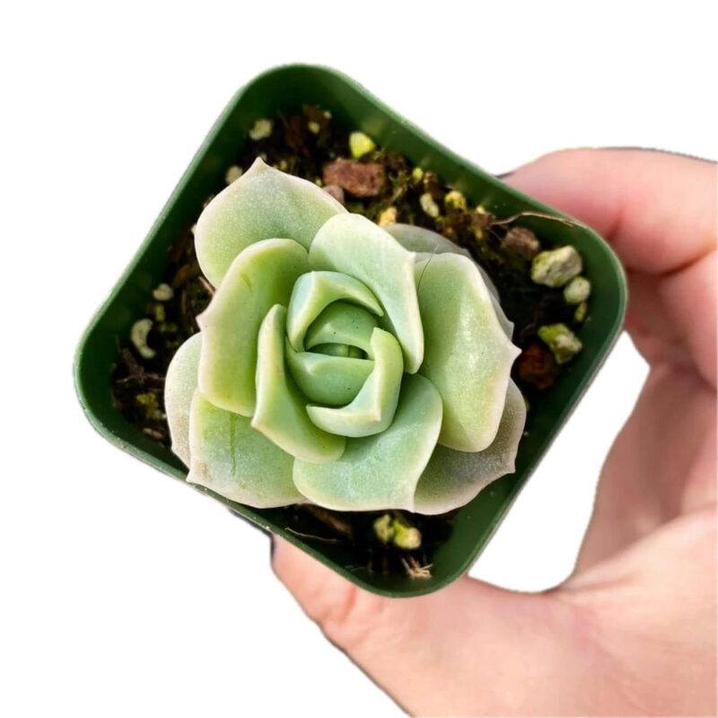 Graptoveria 'Lovely Rose' Succulent Plant