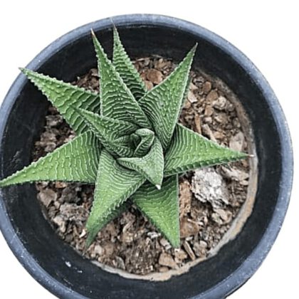 Haworthia Attenuata "Zebra Haworthia" Succulent Plant