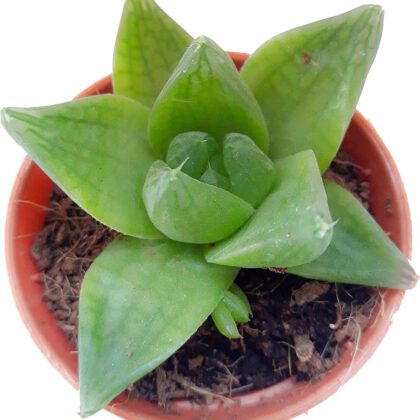 Haworthia Cymbiformis "Cathedral Window" Succulent