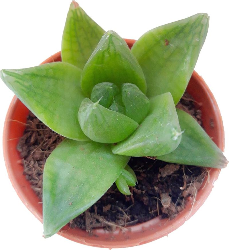 Haworthia Cymbiformis "Cathedral Window" Succulent