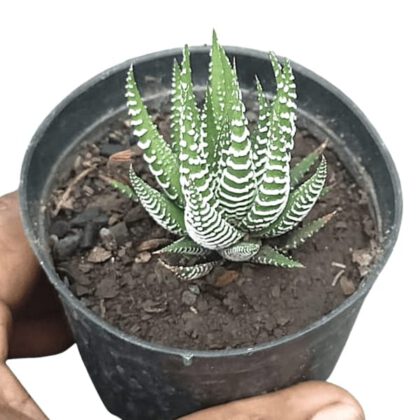 Haworthia Fasciata "Zebra Haworthia" Succulent Plant