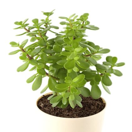 Jade Plant (Crassula ovata), Money Plant or Lucky Plant Succulent