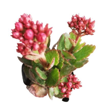 Kalanchoe Blossfeldiana Poelln "Flaming katy" Succulent Plant