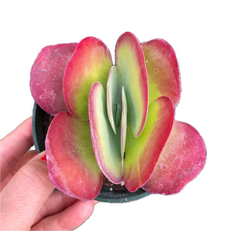 Kalanchoe Flapjack, Poplet Succulent Plant