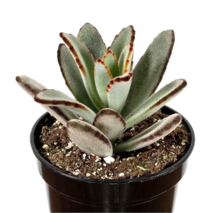 Kalanchoe Tomentosa Baker “Panda Plant” Succulent