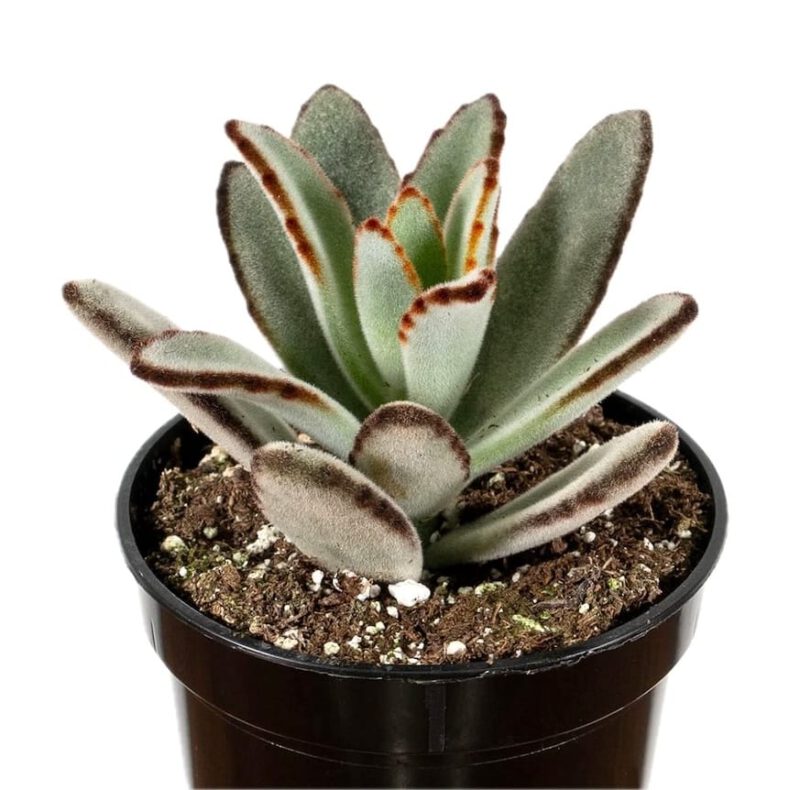 Kalanchoe Tomentosa Baker “Panda Plant” Succulent