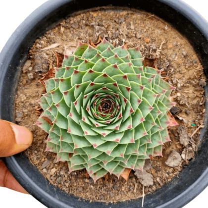 Laxmi Kamal - Sempervivum Calcareum Succulent Plant