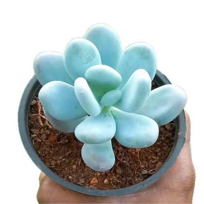 Moon Stone Succulent "Lavender Pebbles" Graptopetalum Succulent