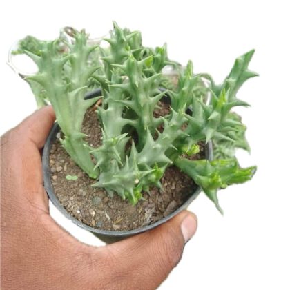 Orbea Semota Succulent Plant