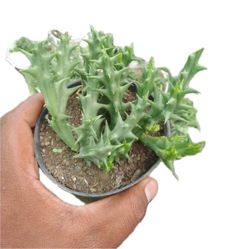 Orbea Semota Succulent Plant