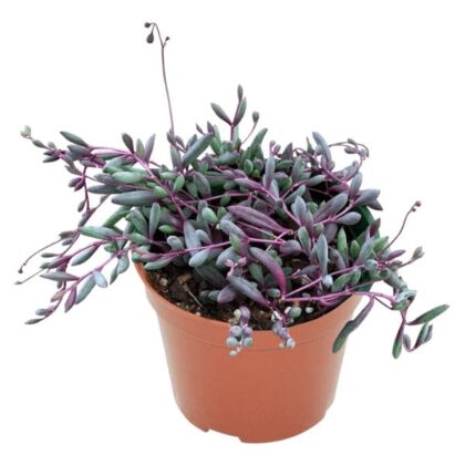 Othonna Capensis Bailey (Little pickles) Succulent Plant