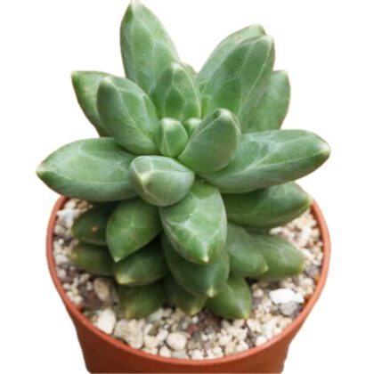 Pachyphytum Compactum "Little Jewel" Succulent Plant