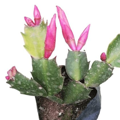 Schlumbergera Truncata “Christmas Cactus”