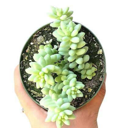 Sedum Burrito Moran "Donkey Tail" Succulent Plant