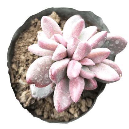 Sedum Craigii Succulent Plant