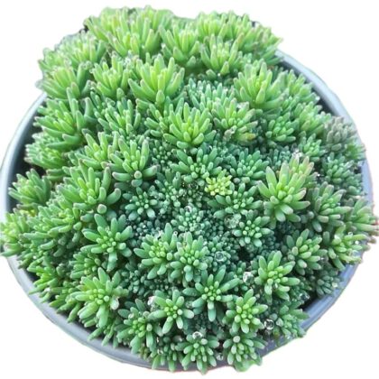 Sedum Hispanicum (Spanish Stonecrop)