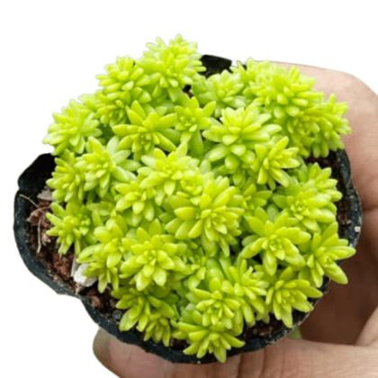 Sedum Japonicum Siebold (Tokyo Sun) Plant