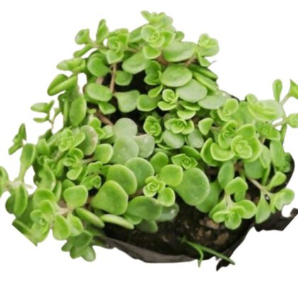 Sedum Makinoi Maxim Succulent Plant