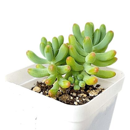 Sedum Pachyphyllum Rose Succulent Plant