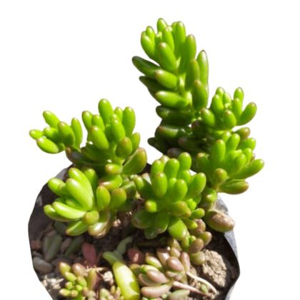 Sedum Rubrotinctum (Jelly Beans) Succulent Plant