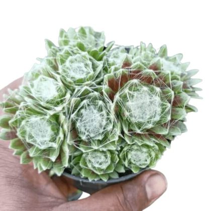 Sempervivum Arachnoideum "Cobweb House-leek" Succulent Plant